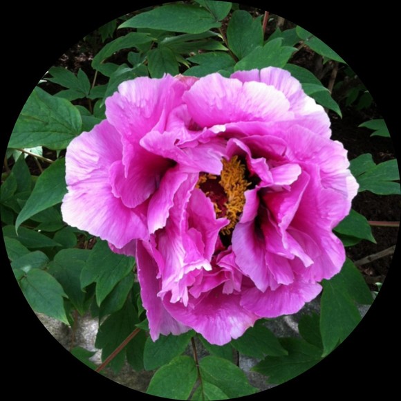 Meet your Posher, Caetana - Picture 1 of 3